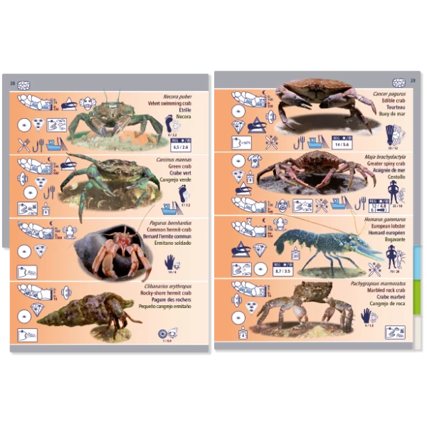 LIVRE PICTOLIFE MAREE BASSE ATLANTIQUE EST Immergeable 4 LIVRE PICTOLIFE MAREE BASSE ATLANTIQUE EST Immergeable – Image 2